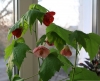 cvetok abutilon (11)