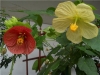 cvetok abutilon (13)