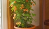 cvetok abutilon (14)