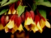 cvetok abutilon (15)