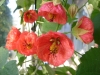 cvetok abutilon (16)