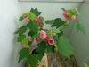 cvetok abutilon (19)