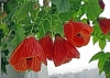 cvetok abutilon (2)