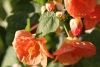 cvetok abutilon (22)