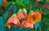 cvetok abutilon (23)