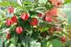 cvetok abutilon (24)