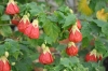 cvetok abutilon (27)