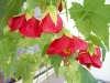 cvetok abutilon (28)