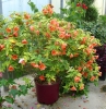 cvetok abutilon (29)