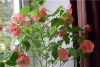 cvetok abutilon (3)