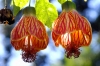 cvetok abutilon (30)