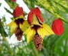 cvetok abutilon (31)