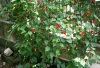 cvetok abutilon (33)