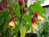 cvetok abutilon (34)