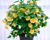 cvetok abutilon (4)