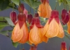 cvetok abutilon (5)