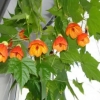 cvetok abutilon (6)