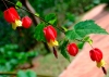 cvetok abutilon (7)