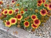 gaillardia